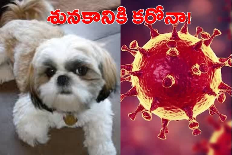 Pet dog quarantined in Hong Kong with low levels of coronavirus