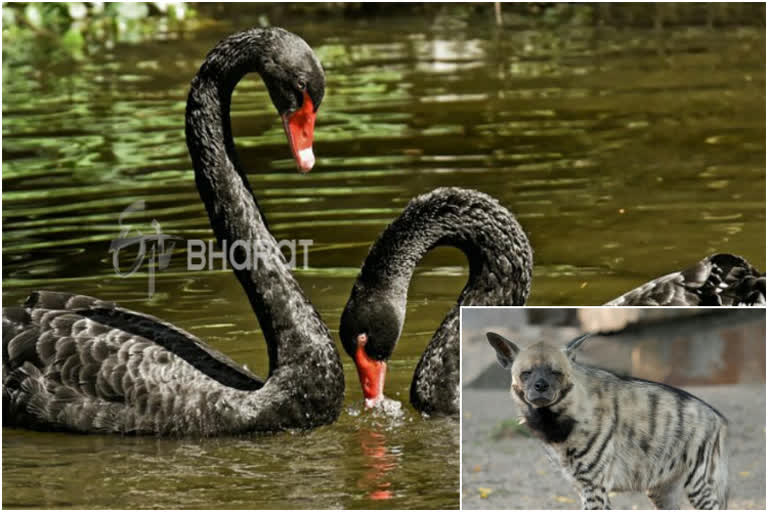 Black swans and striped hyenas at the Pilikula Nature Park