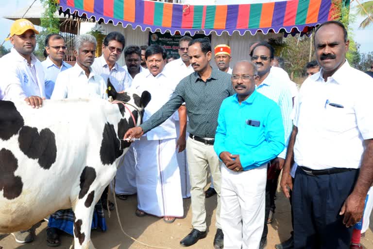 ANIMALHUS Launch of the Coma Disease Vaccine Camp in Burgur Coma Disease Vaccine Camp பர்கூரில், கோமாரி நோய் தடுப்பூசி முகாம் தொடக்கம் கோமாரி நோய் தடுப்பூசி முகாம்