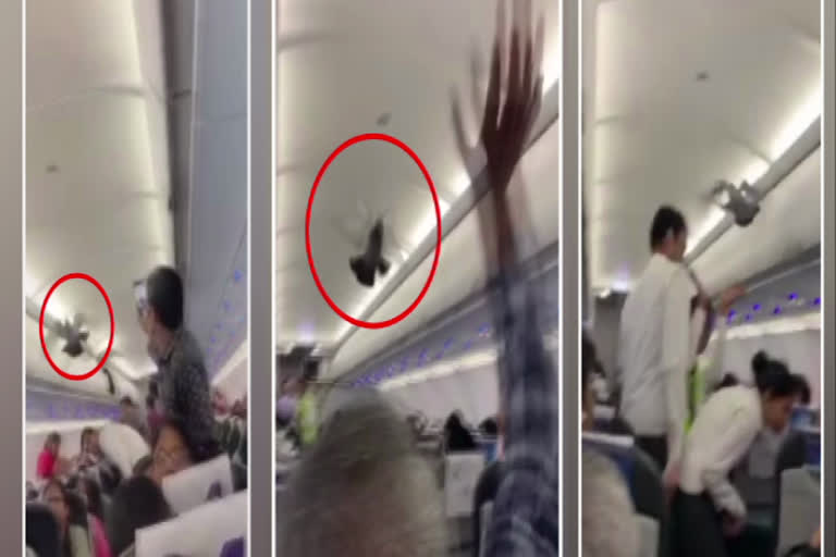 गो एयर फ्लाइट के अंदर घुसा कबूतर, pigeon in go air flight