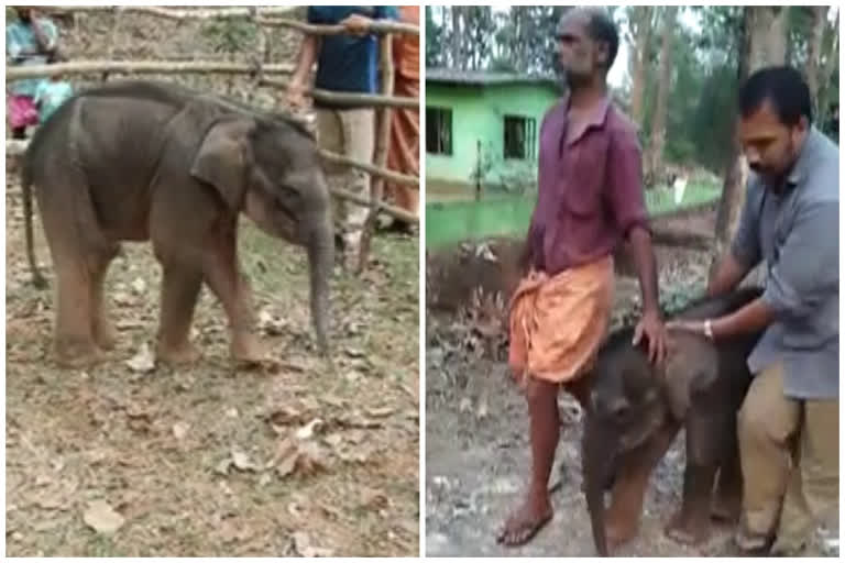 കുട്ടിക്കുറുമ്പൻ ഇനി മുത്തങ്ങയിലേക്ക്  വനപാലകർ  തുണ്ടം റെയ്ഞ്ച് ഓഫീസ്  ചുംബനങ്ങൾ ഏറ്റുവാങ്ങി കുട്ടി കുറുമ്പൻ  baby elephant was moved to muthanga  baby elephant at ernakulam  thundam range office  forest officers