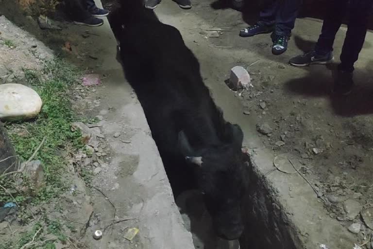 bull fell in the drain in sundernagar