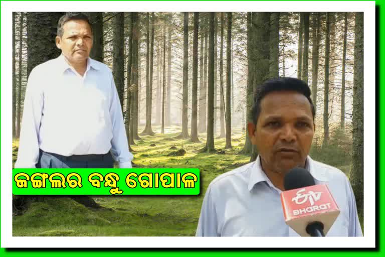 bolangir's forest man, bolangir latest news, gopal chandra hota,  bolangir's Advocate cum environment lover, ବଲାଙ୍ଗୀର ଲାଟେଷ୍ଟ ନ୍ୟୁଜ୍‌, ବଲାଙ୍ଗୀରର ଓକିଲ ତଥା ପରିବେଶପ୍ରେମୀ, ବଲାଙ୍ଗୀରର ପ୍ରକୃତି ପ୍ରେମୀ, ଗୋପାଳ ଚନ୍ଦ୍ର ହୋତା