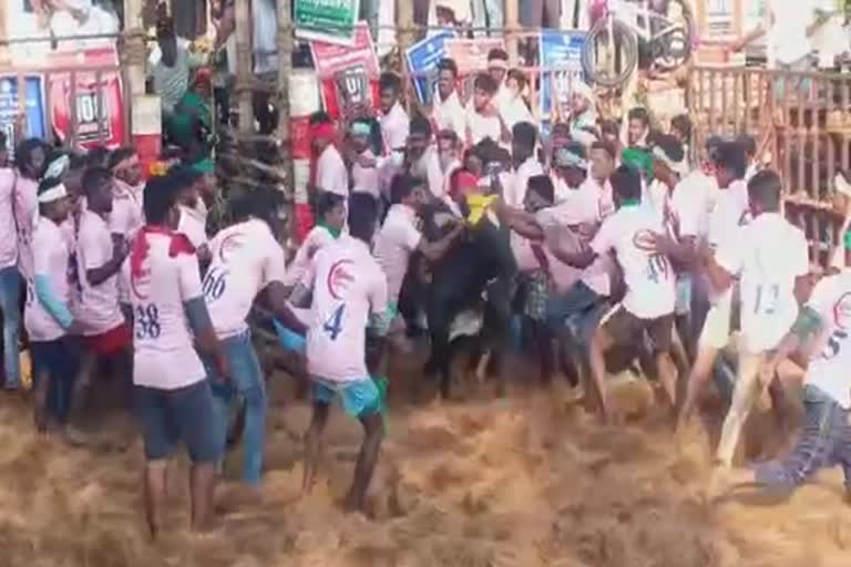 jallikattu-held-after-37-years-over-700-bulls-participating