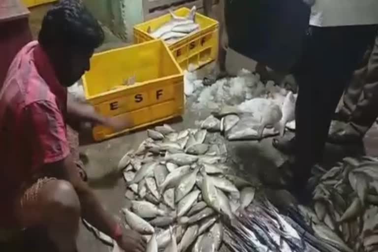 more-than-one-tonne-of-contaminated-fish-seized-food-safety-department-action