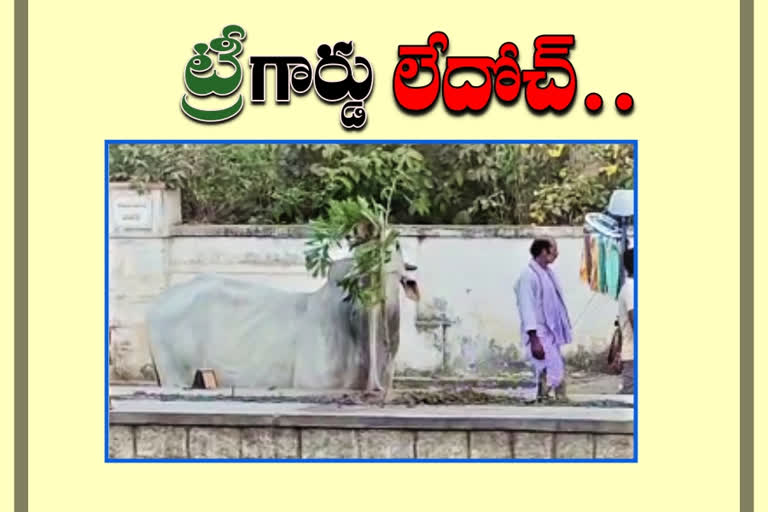 The cow that took the plant in the middle of the divider at huzurnagar