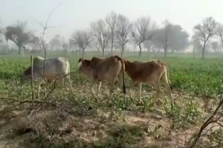 farmers troubled by stray animals in bhiwani