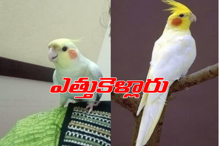 bird missing case in hyderabad