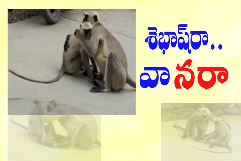 monkey-story-nandigma-krishna-district