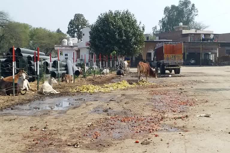 gohana vegetable market in bad condition