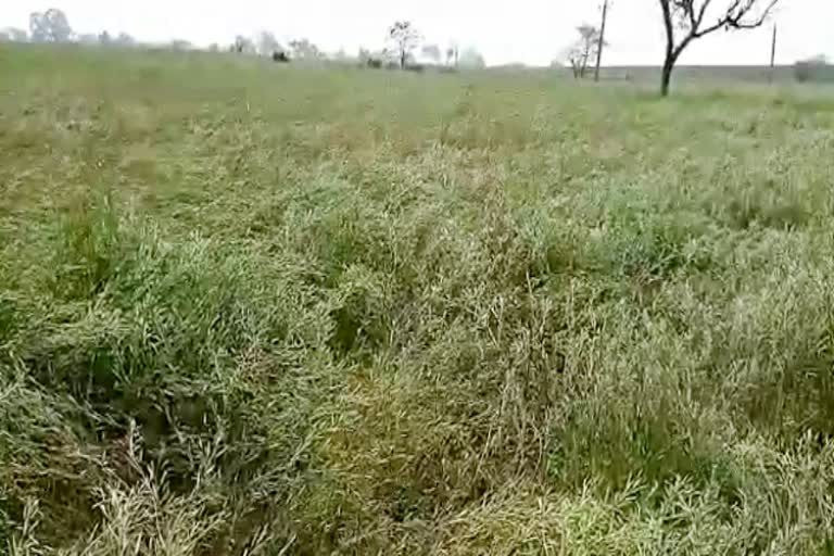 Heavy rains and hail in Dholpur