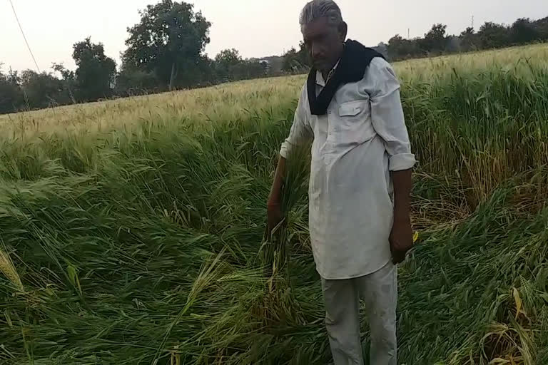 wheat-crop-destroyed-due-to-rain-in-chhatarpur