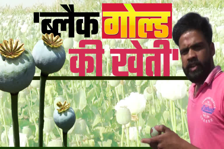 opium cultivation in neemuch