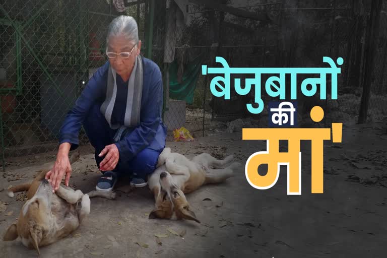 animal-lover-madam-ragini-sinha-in-nepanagar-burhanpur