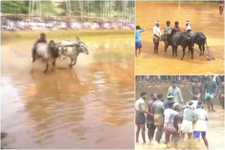 കാളപൂട്ട് മത്സരം സംഘടിപ്പിച്ചു  കേരള സംസ്ഥാന കാർഷിക കൂട്ടായ്മ  കാഞ്ഞിരാടൻ ബ്രദേഴ്സ്  ox race  kaalapootu malsaram