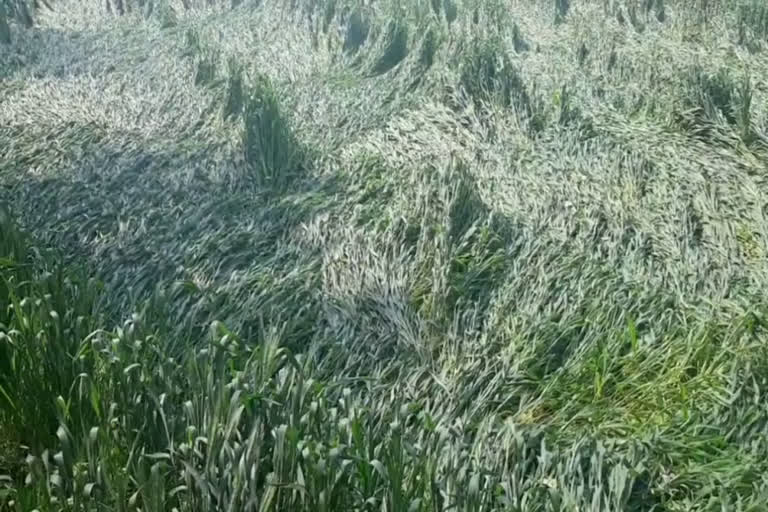 farmers crop spoiled due to rain and storm in sohna