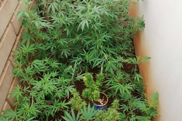 Russian nabbed for growing cannabis on terrace