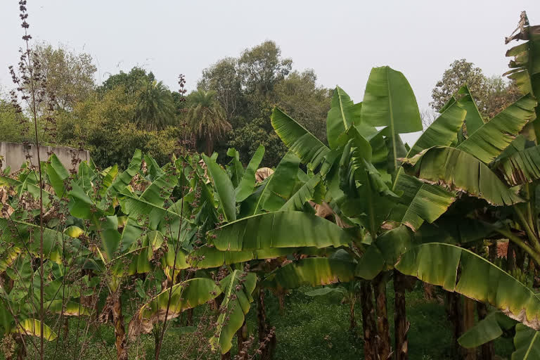 start up of banana farming in banka