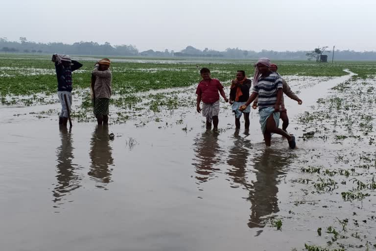 malda potato farming