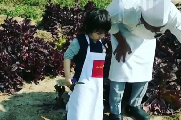 Taimur Ali Khan, Taimur Ali Khan news, Taimur Ali Khan updates, Taimur Ali Khan videos viral on social media, Taimur Ali Khan picks organic veggies at a farm, kareena kapoor khan, तैमूर अली खान, तैमूर अली खान का वीडियो वायरल, खेत में सब्जियां काटने पहुंचे तैमूर, सैफ अली खान, करीना कपूर खान