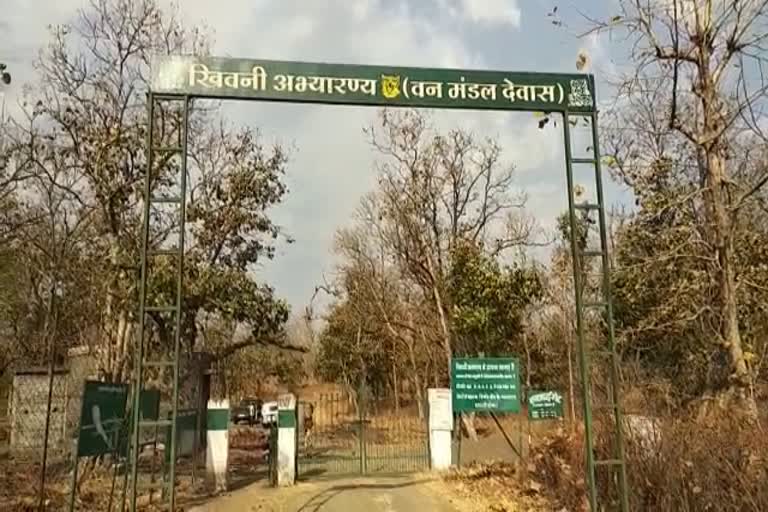 continuous-cutting-of-trees-in-khivni-sanctuary-in-khategaon-dewas