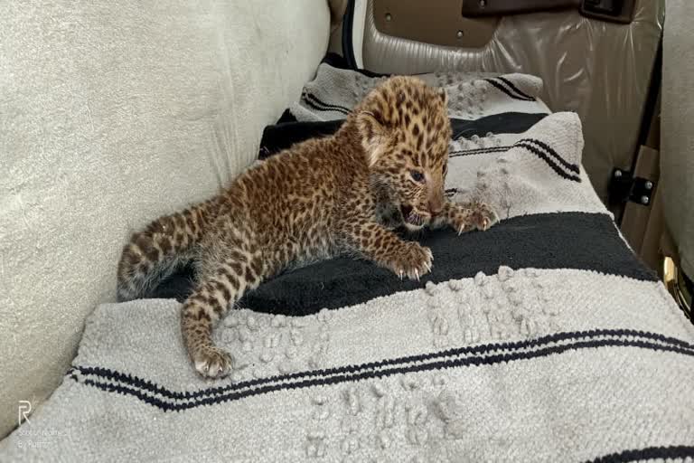 baby leopard