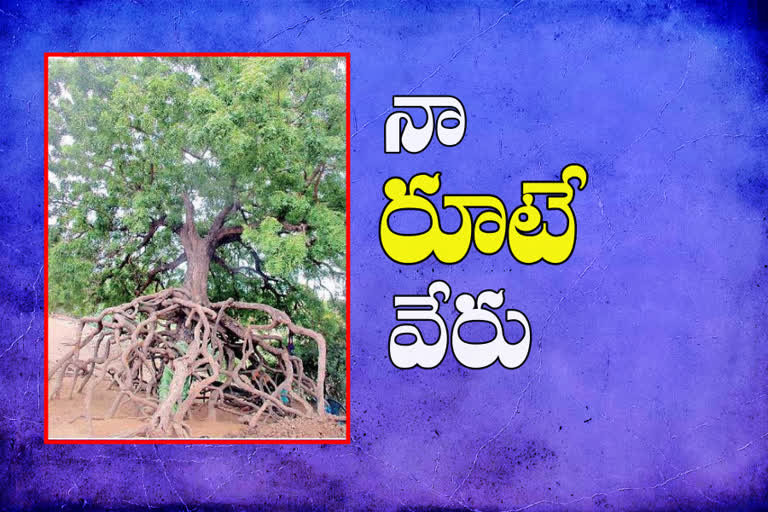 neem-tree-with-huge-roots-at-nellore-district