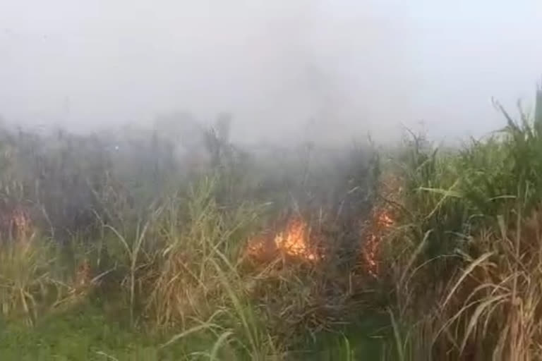 sugarcane field crops burnt sugarcane field crops burnt