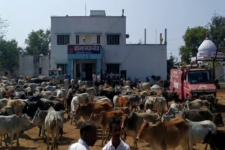 Stray animals in the police station