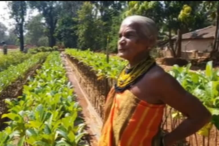 Tulasi Gowda: The Padma Shri Recipient Who Planted Over One Lakh Trees