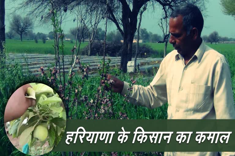 farmers produces apple charkhi dadri