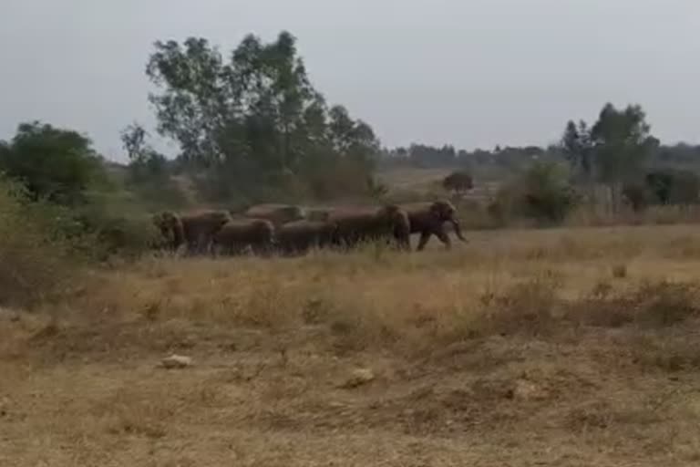 கும்பலாக சுத்திய யானைகள்