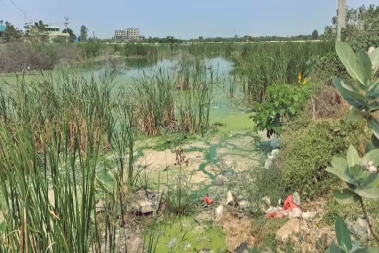 கழிவுநீரால் மாசு அடைந்து காணப்படும் ஏறி