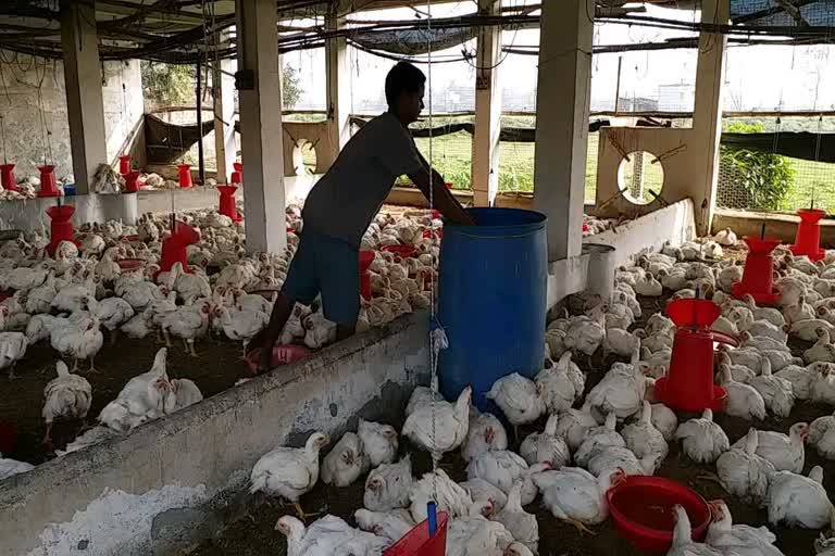 poultry farming affected by corona rumor