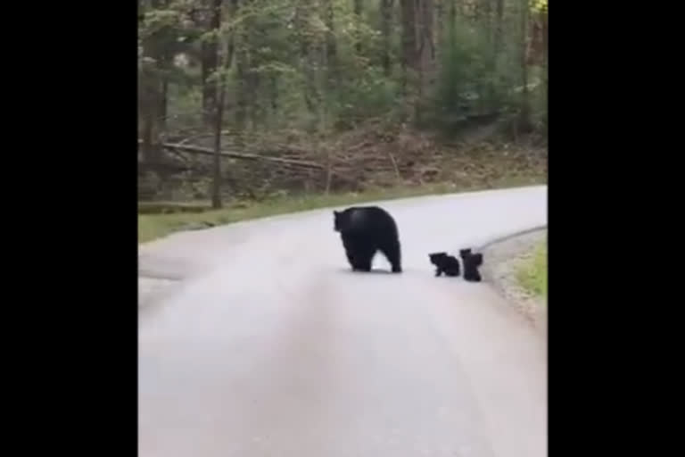 Bear crossing road with cubs impresses Twitterati