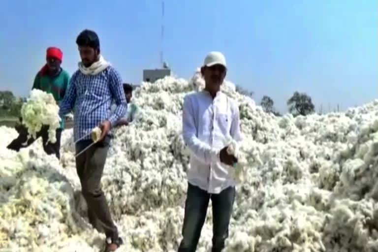 cotton-buying-closed-from-panan-in-yavatmal