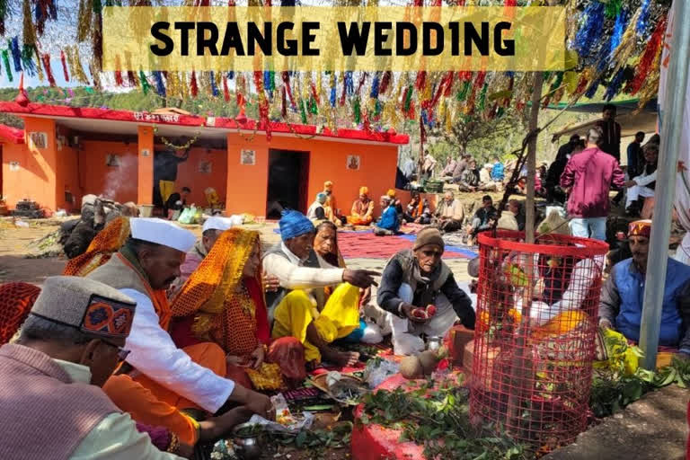 Unique wedding between two trees in Uttarakhand