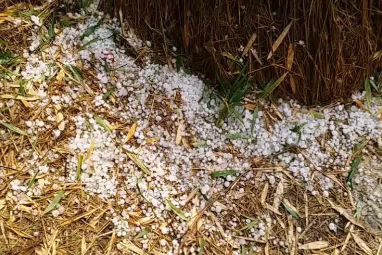 Hailstorms destroyed crops in Singrauli