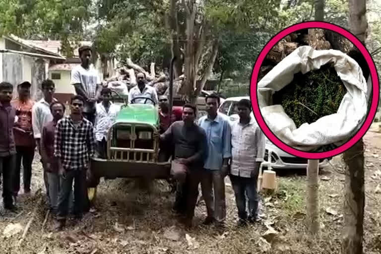 illegally pepper seeds are seized in chinthapalli viskha manyam