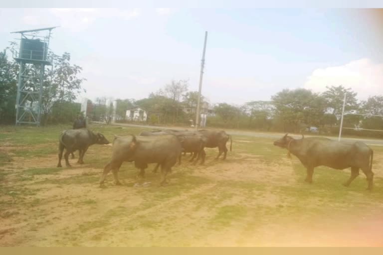 Cattle recovered