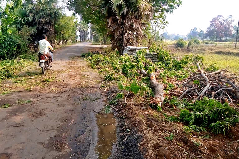 crop-damage-in-heavy-rain-in-chnandrapur