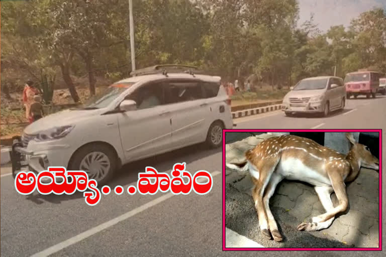 DEERS ACCIDENTS IN TIRUMALA