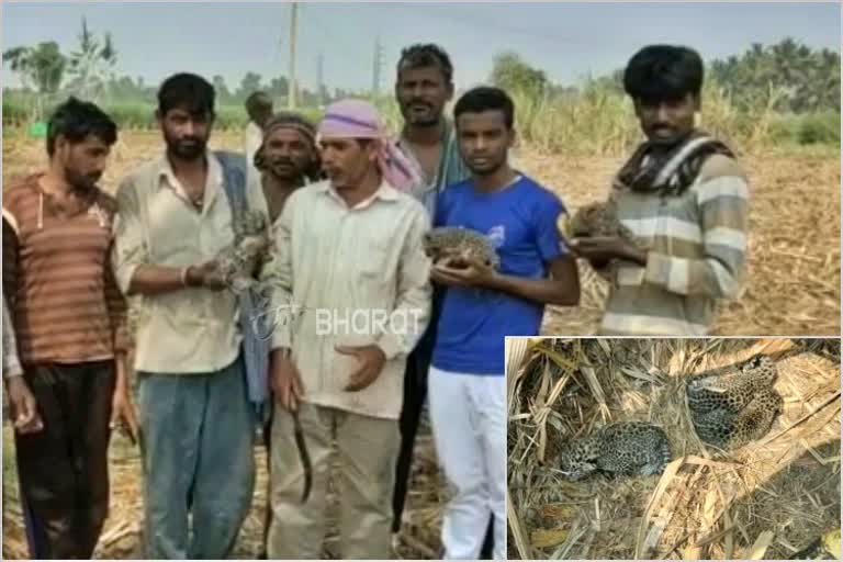 Leopard cub found in Mysore