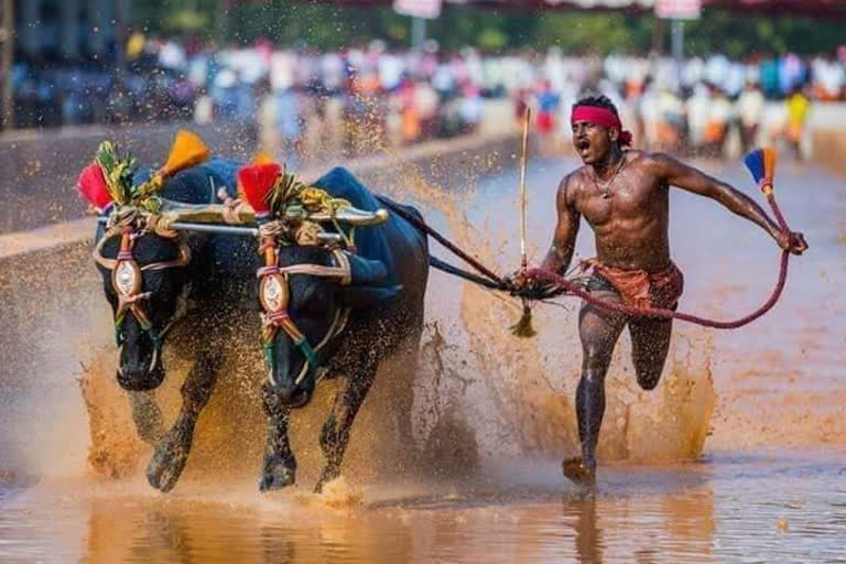 Kambala: Srinivas Gowda sets record in medal haul  കമ്പളയോട്ടക്കാരൻ ശ്രീനിവാസ ഗൗഡയ്ക്ക് മെഡല്‍ നേട്ടം  മാര്‍ച്ച് ഏഴിനാണ് അവസാന കമ്പളയോട്ട മത്സരം നടക്കുക.  ബംഗളൂരു