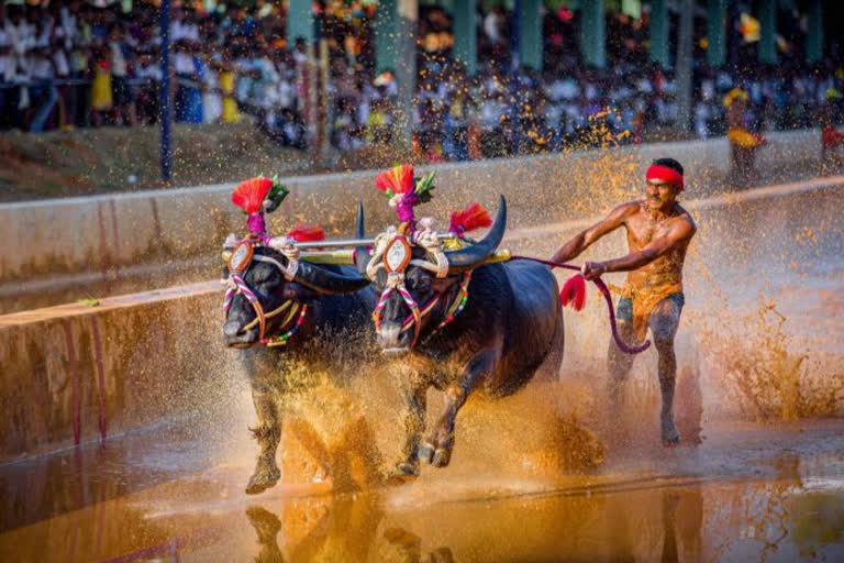 Kambala: Srinivas Gowda sets record in medal haul