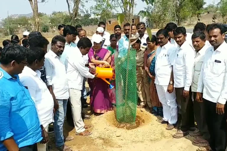 mega-plantation-program-conducted-by-collector