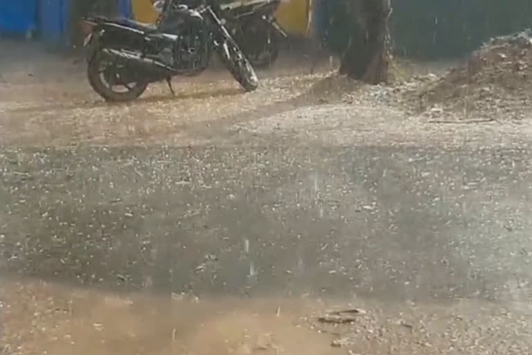 untimely rain gadchiroli