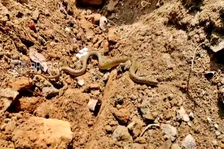 snake-and-30-egg-was-found-in-shivamogga