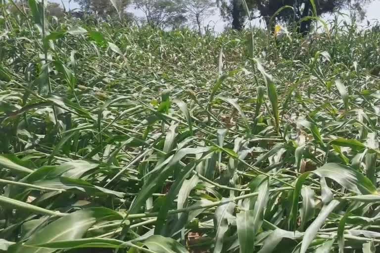 जळगावात अवकाळी पाऊस; जारो हेक्टरवरील पिकांचे नुकसान