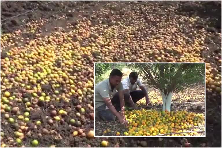 orange crop Damage in washim